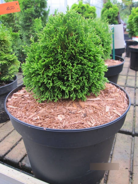 Thuja occidentalis Maks - Zwerglebensbaum Maks